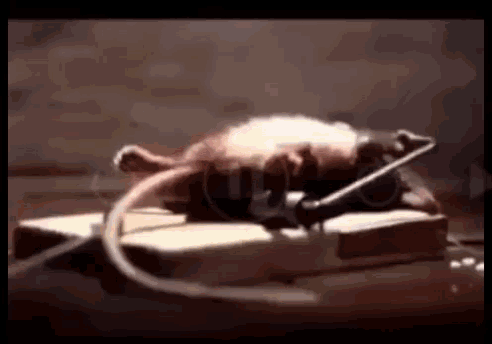 012D8F58-C589-4CF8-8DFD-FD0DC42B808C.gif