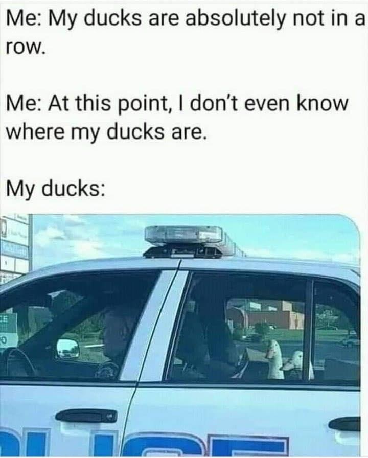 118F0082-50D8-45A0-839C-E0FF46A18AAE.jpeg