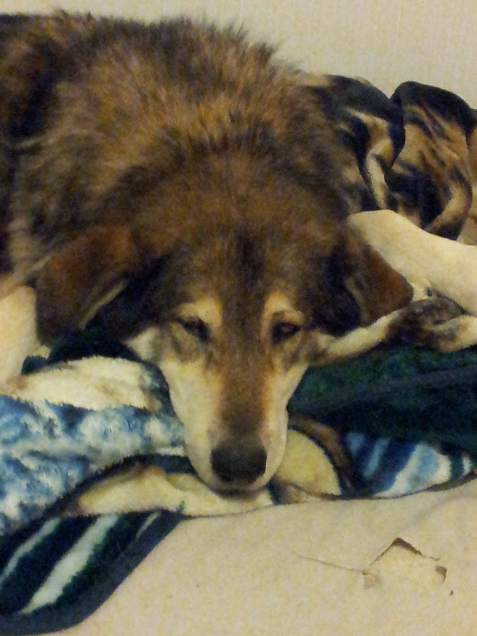 1362628305.blackfirefox_go_away_i_m_sleeping_-_copy.jpg