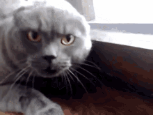 1EF47483-9FA8-4F38-85A5-1B36BE5D7E7E.gif