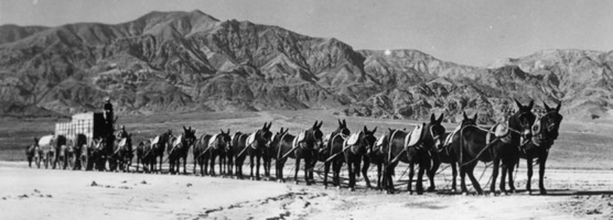 20-Mule-Team-02.png