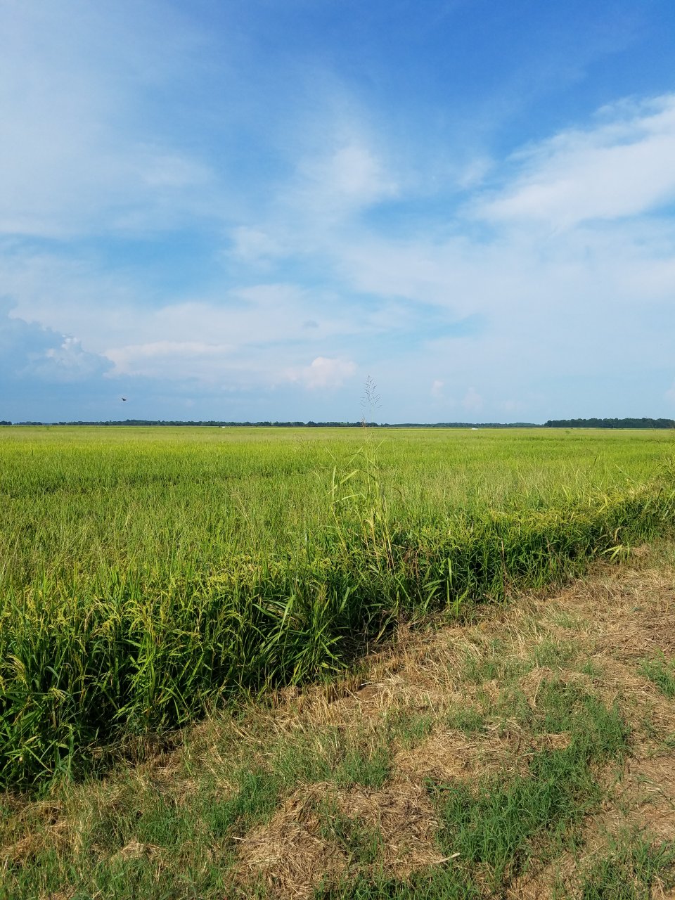 20180811_165050.jpg