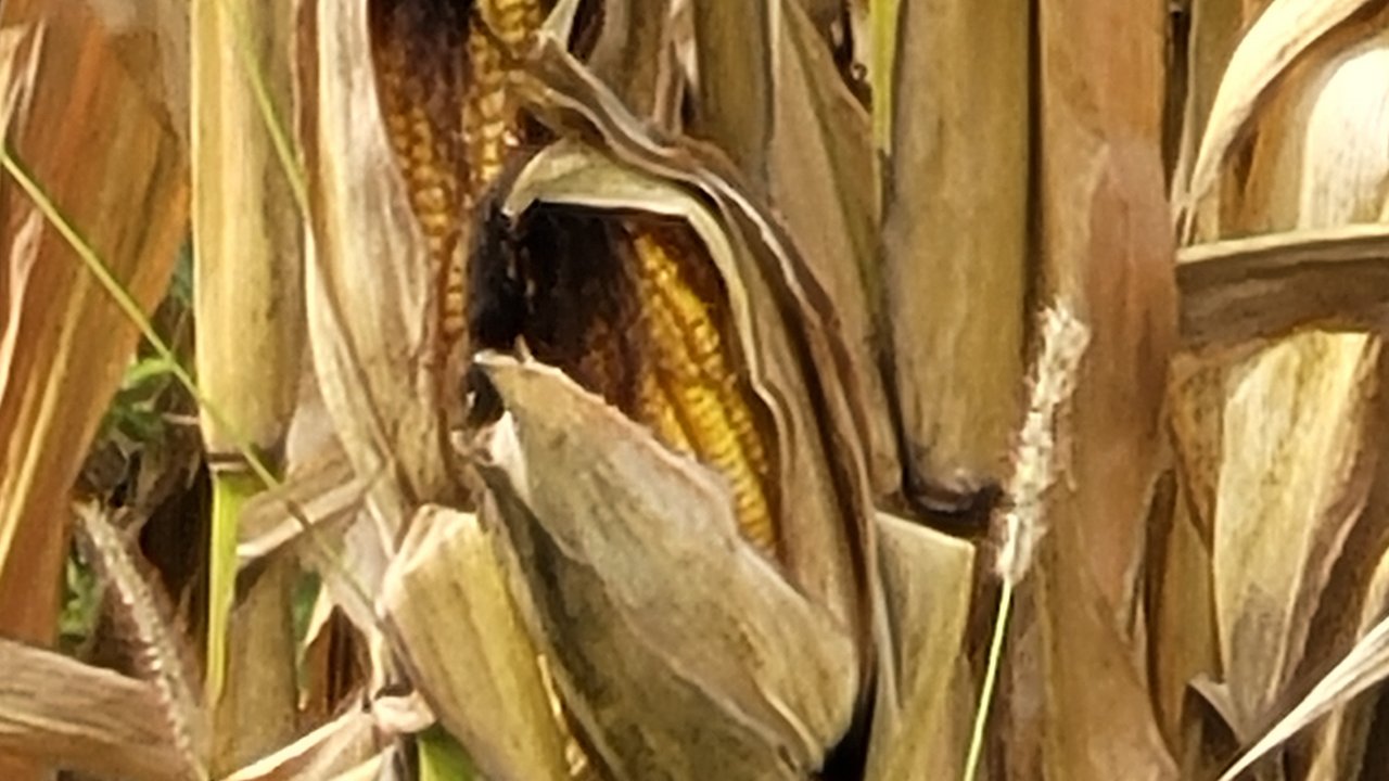 20200913_140016.jpg