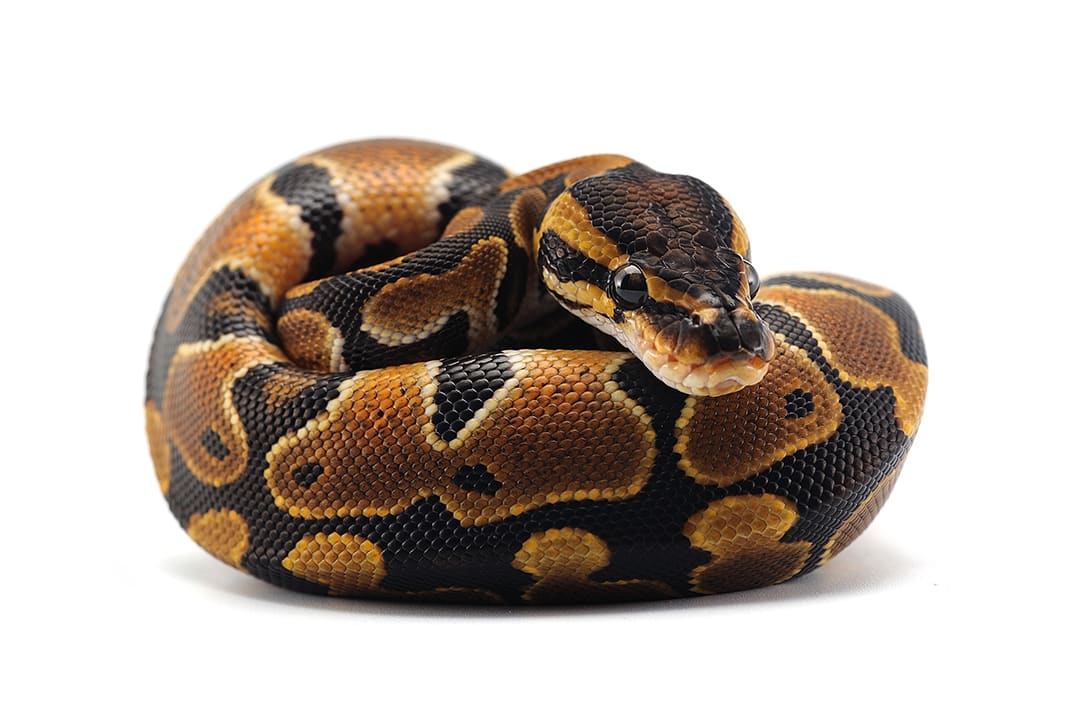 21-443495_BallPython_WhiteBG_1080x720.jpeg