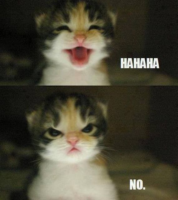 2406fdb4930102aeeca7ce0e5bc130a1--cats-lol-kittens-funny.jpg