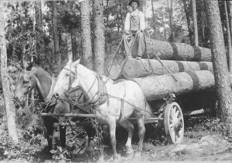2_horse_logging_team.jpg