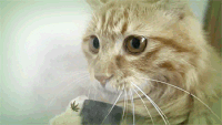 332B74E5-F35E-4403-A8C9-A147AFEF4BA9.gif