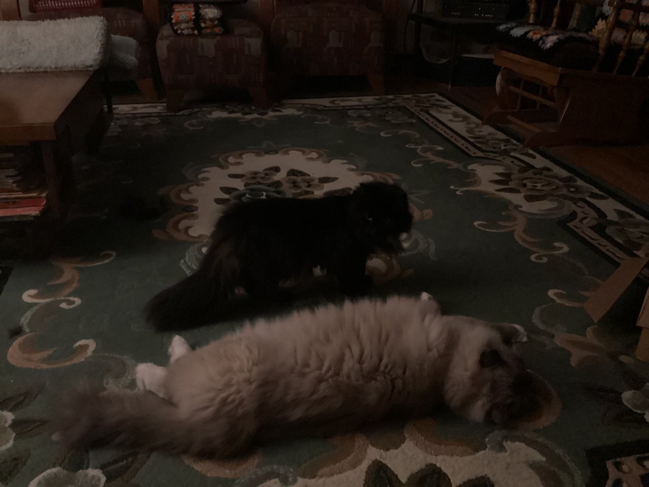 34D9688D-F3CA-4AAC-879B-C5EFDCA6611F.jpeg