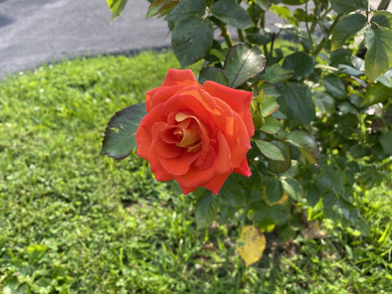 3803D78F-9EFA-4B7D-A1F5-299AA82D2C25.jpeg