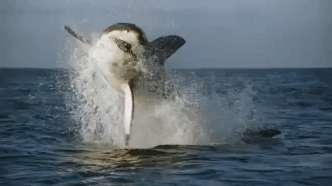 3B92703F-9CFE-4CDC-A61A-B0257F75E391.gif
