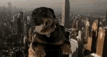 4F6B896A-F05B-4B54-BDEA-2CE85E776BBE.gif
