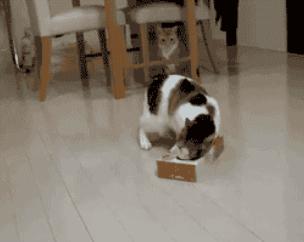 51701766-79F8-4508-A58D-8DF4AF2971F7.gif