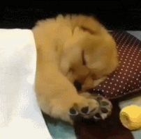 6B89B3E2-D095-4C52-99BA-1FB610F2C107.gif