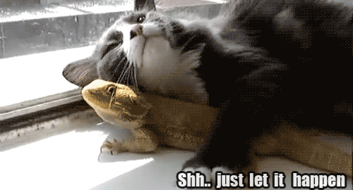 87759A60-B3A0-4FC6-B3F4-331B6FFE9AC9.gif