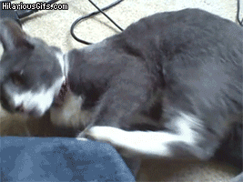 8EA12B6F-CFA6-40BD-9597-44E34EC7085E.gif