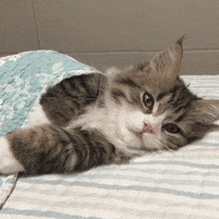8FC9588F-2EC0-4C38-B25F-FC1936CCB694.gif