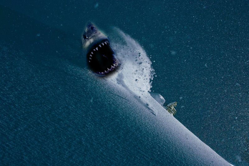 900x900px-LL-dfe61f39_sharkski-2.jpeg