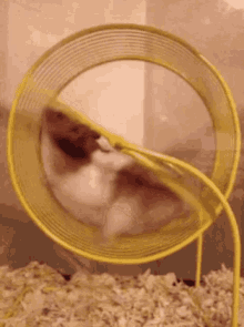 9446701A-1A34-46FE-B6BB-34B0AB9D4CDC.gif