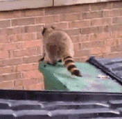 9773574E-16BD-4B02-872C-781D13E216D3.gif