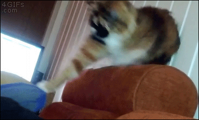 9EA0382E-60F9-4B69-BB77-1B85F598AB5D.gif