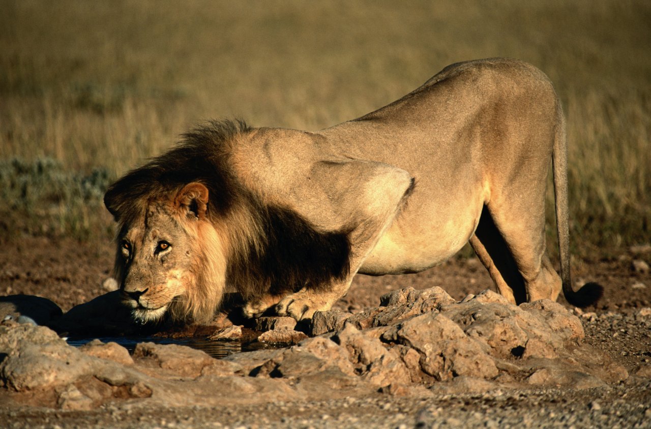 ___ the enemy strikes the quickest and strongest when its prey is weak.jpg