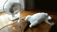 A5761041-4BDB-4979-8441-7CF971600731.gif