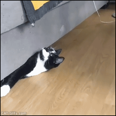 A94FEF35-C751-455C-8C96-0C85CF3DD746.gif
