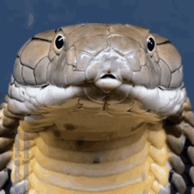 AF40F340-BB2D-446B-94E0-DC9F4E420ECC.gif