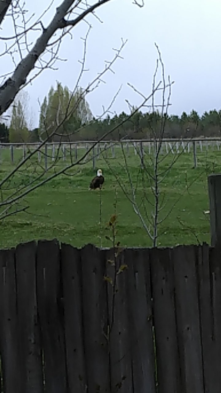 Bald Eagle.jpg