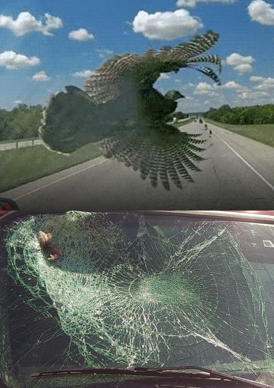 bird strike.png