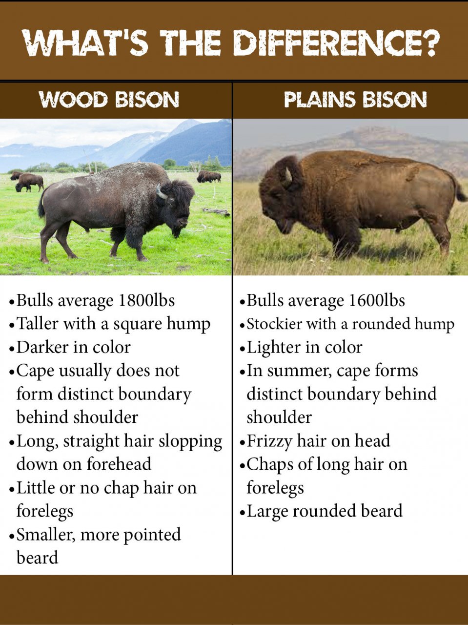 BisonComparison-e1603387505139.jpg