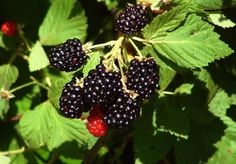 blackberries.jpg
