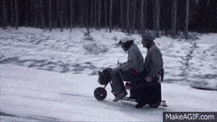 BlindZigzagIchneumonfly-max-1mb.gif