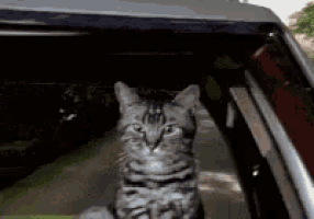 bounce-cat.gif