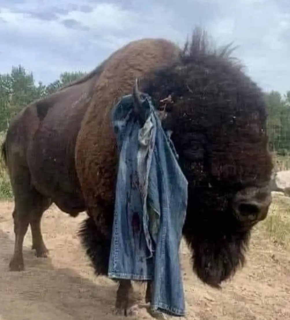 Buffalo with pants on horn.jpg