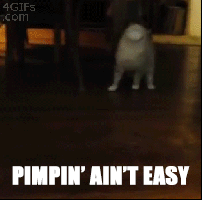 c72563d7f078c6dc3c1892c30cbe97df.gif