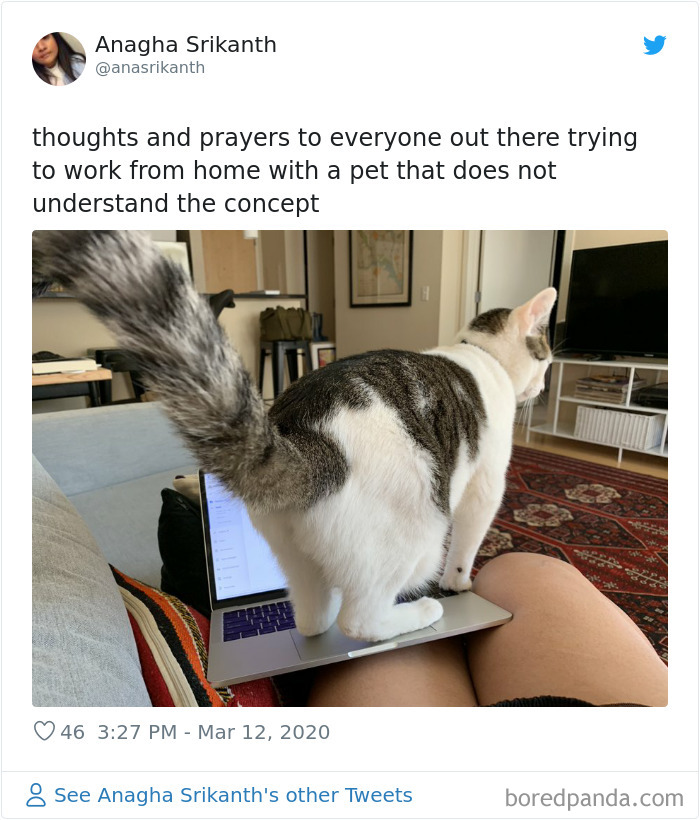 cat computer.jpg