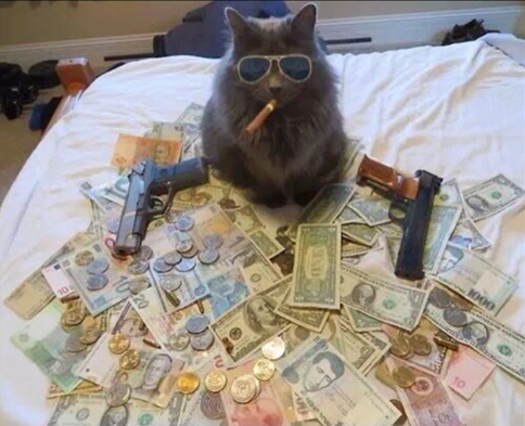 cat-cute-dollar-gangster-Favim.com-1131979.png