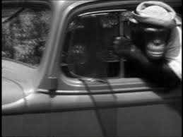 chimp.jpg