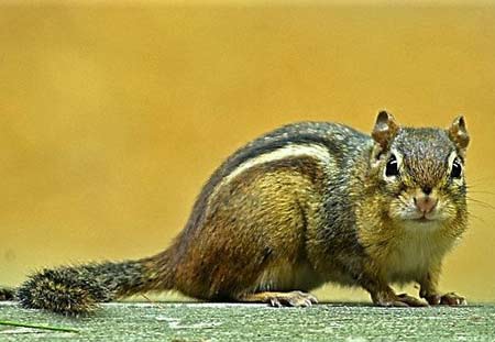 chipmunk-control-1-1.jpg