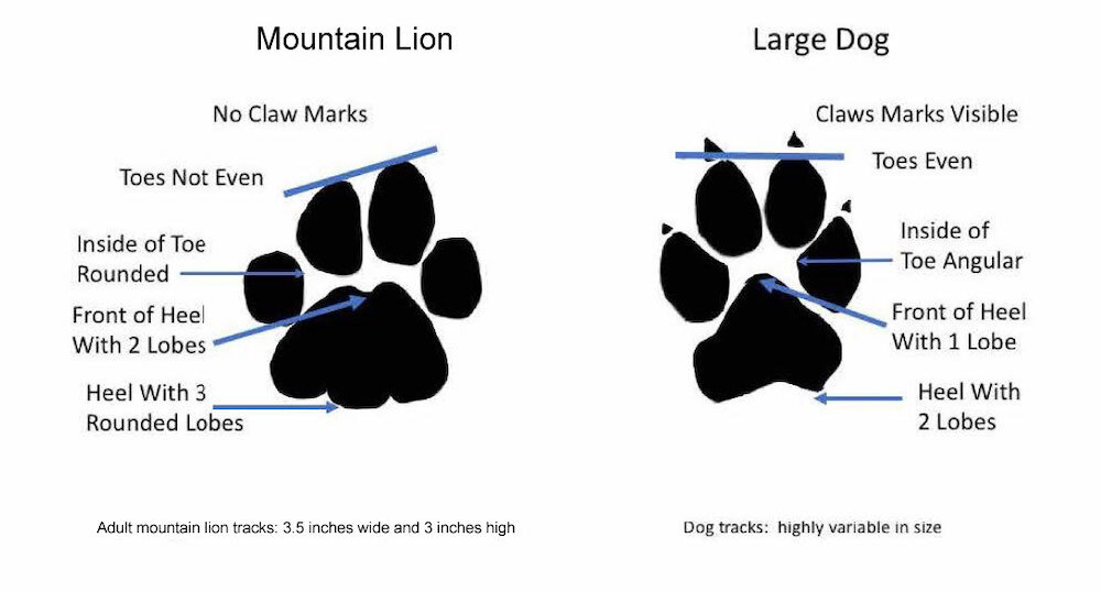 Cougar-Tracks-2.jpeg