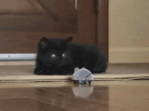 DFD5F1D7-945C-4A19-AA04-28AEF74D70C1.gif