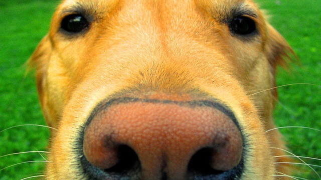dog-nose-resize.jpg