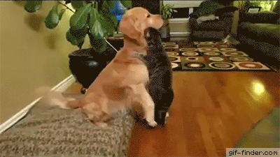 Dog-thanks-cat-for-the-hug.gif