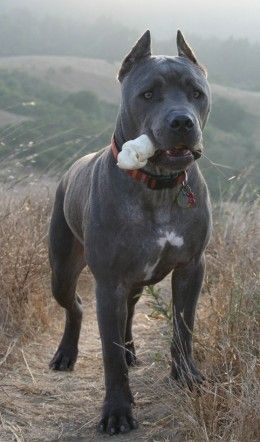 f56455b05487258decdeff471e39d4ec--canes-beautiful-dogs.jpg