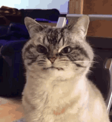 F8DC5C66-1AD7-4615-8824-BF9EAE607D7F.gif