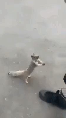 FC8124D9-1349-4250-B9EB-FA8FE5912682.gif