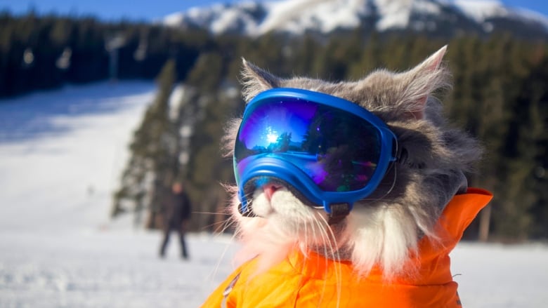 gary-the-cat.jpeg.jpg