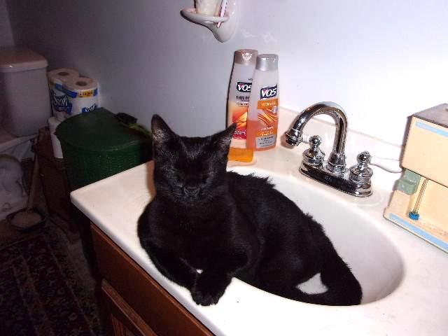 Goober in the sink.jpg