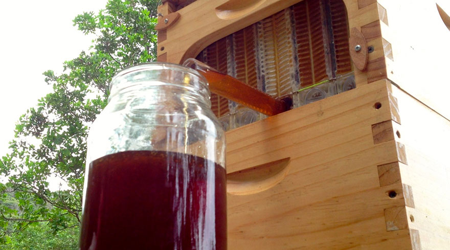 honey-on-tap-flow-hive-stuart-cedar-anderson-5.jpg